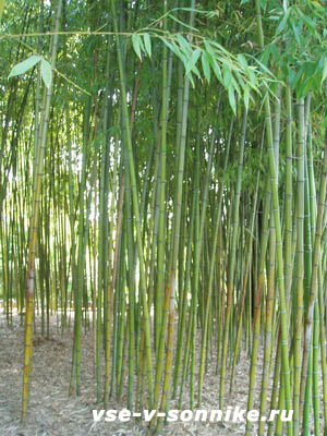 высокий бамбук в парке