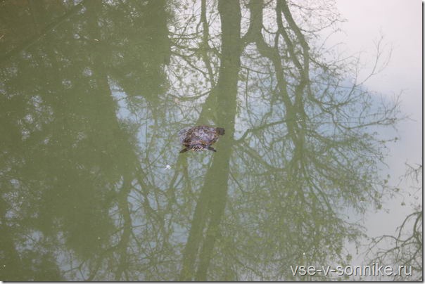 Одиноко плавающая черепаха